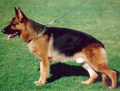 German Shepherd