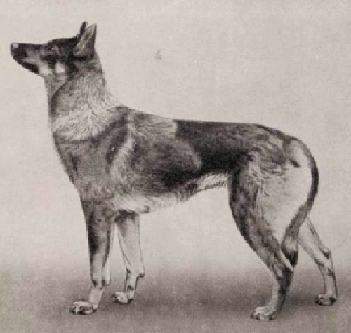 German Shepherd