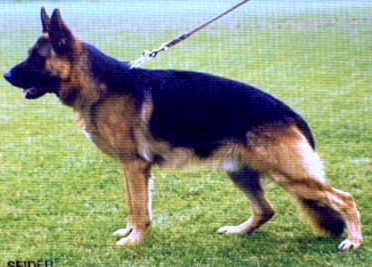 German Shepherd