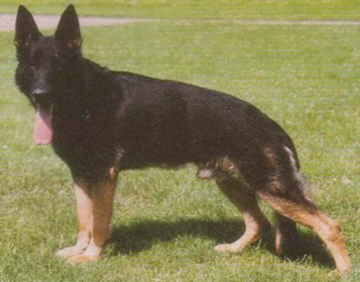 German Shepherd