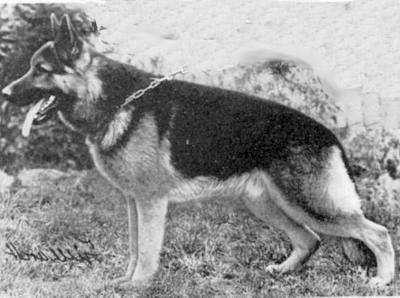 German Shepherd