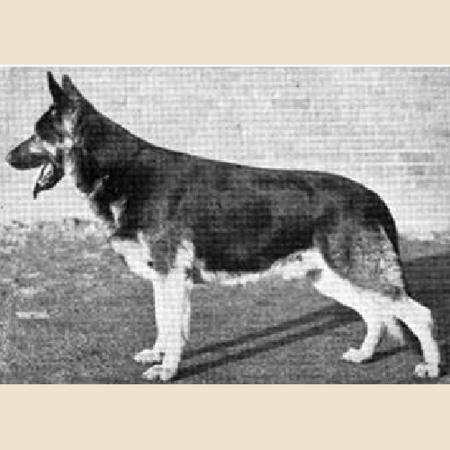 German Shepherd