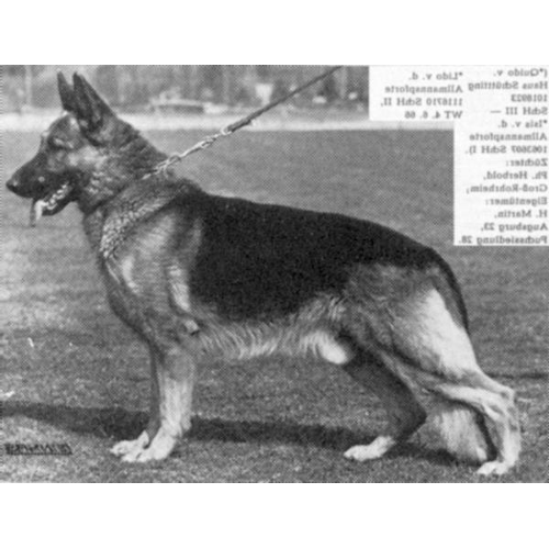 German Shepherd
