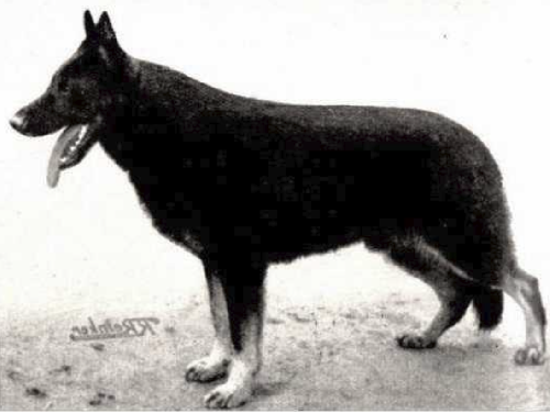German Shepherd