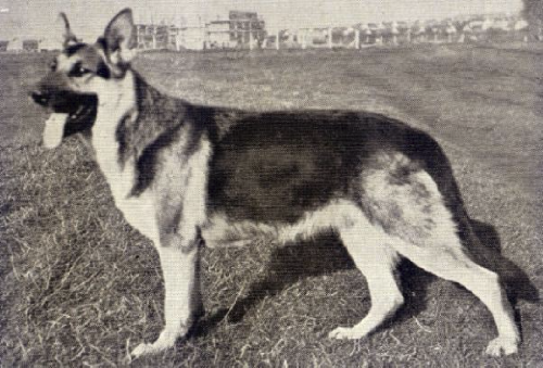 German Shepherd