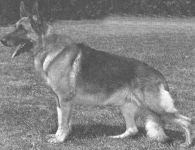 German Shepherd