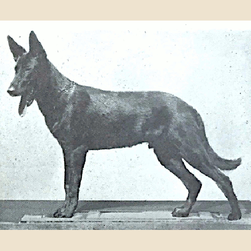 German Shepherd