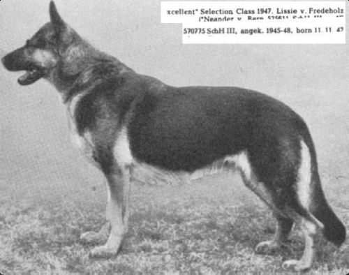German Shepherd