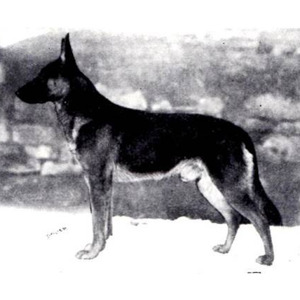 German Shepherd
