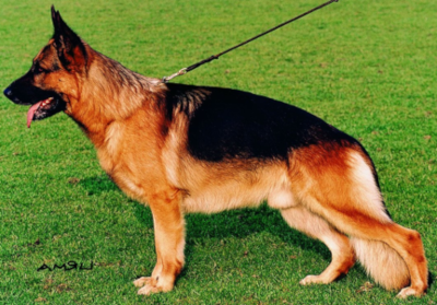 German Shepherd