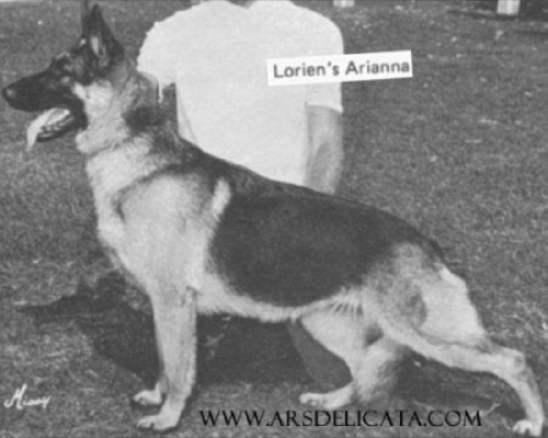 German Shepherd