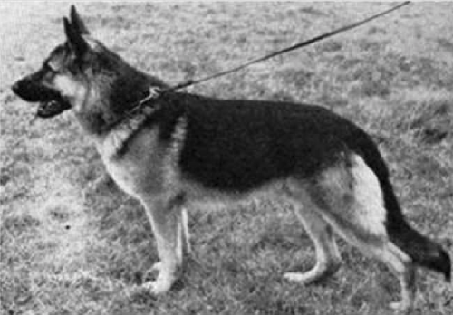 German Shepherd