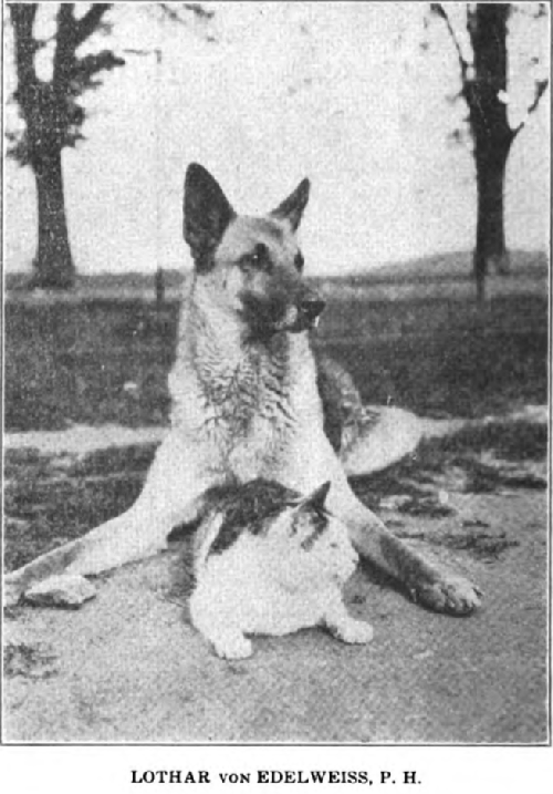 German Shepherd