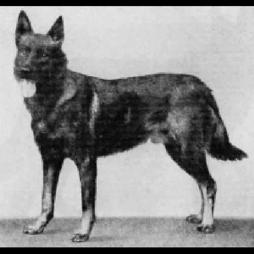 German Shepherd