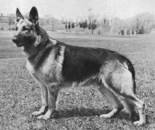 German Shepherd