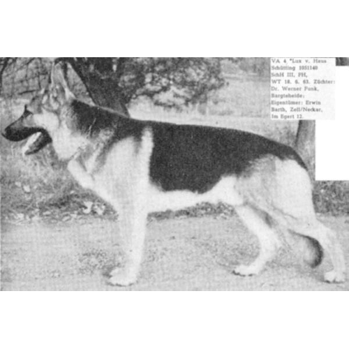 German Shepherd