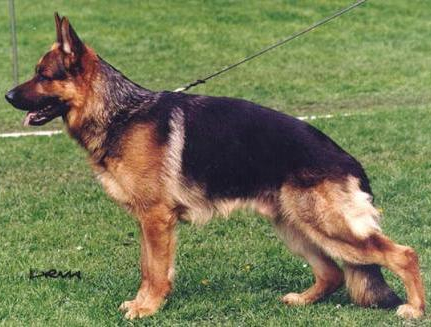 German Shepherd