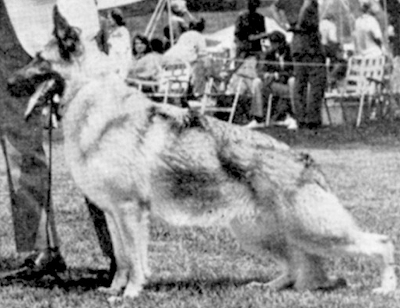 German Shepherd