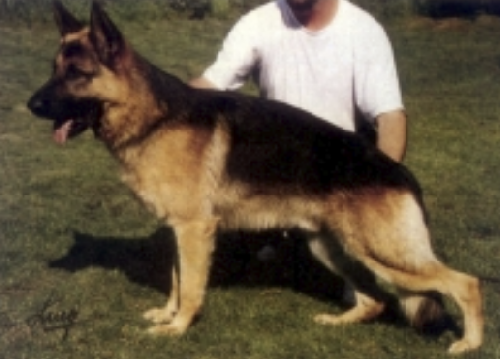 German Shepherd