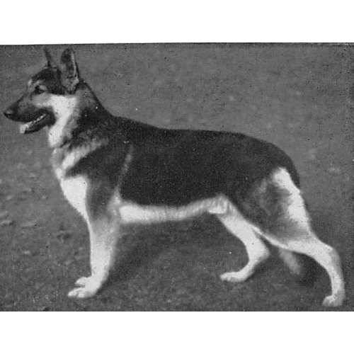 German Shepherd
