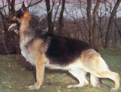German Shepherd