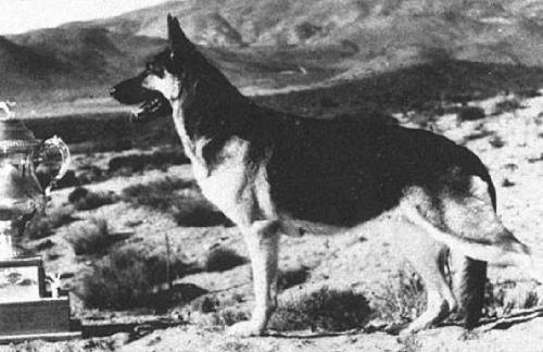 German Shepherd