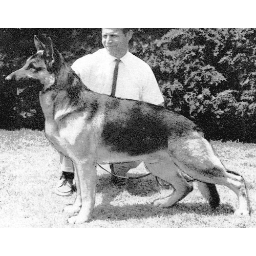 German Shepherd