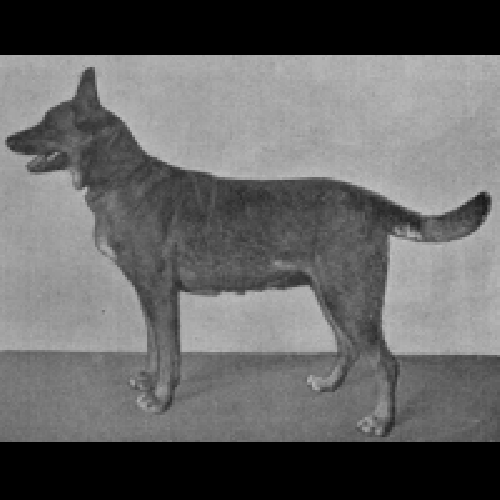 German Shepherd
