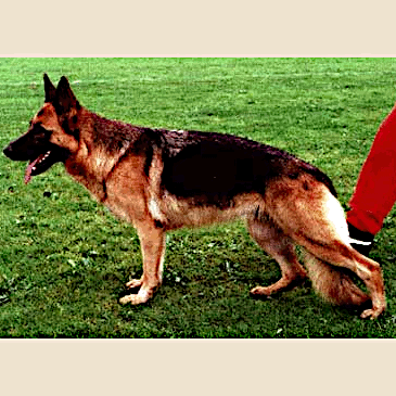 German Shepherd