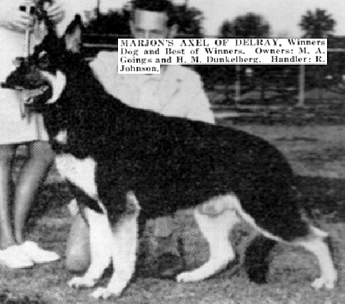German Shepherd