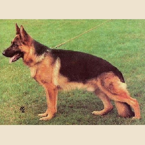 German Shepherd