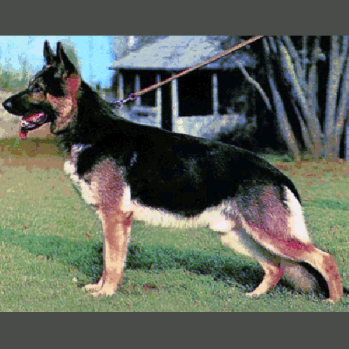 German Shepherd