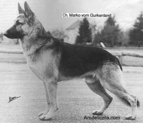 German Shepherd