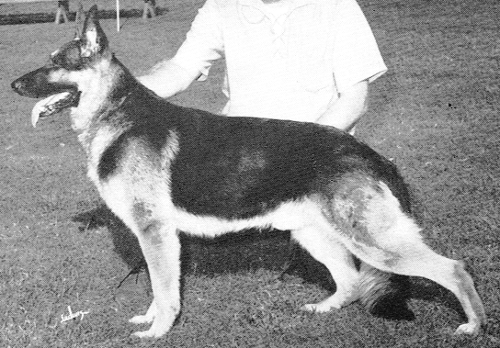 German Shepherd