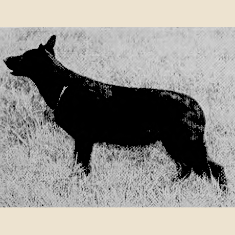 German Shepherd