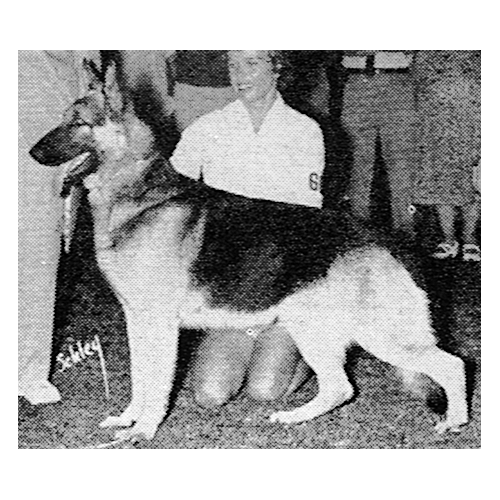 German Shepherd