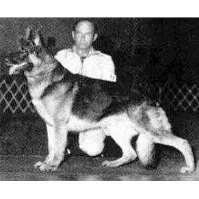 German Shepherd