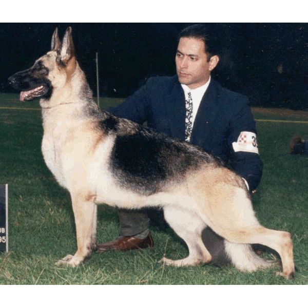 German Shepherd