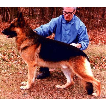 German Shepherd