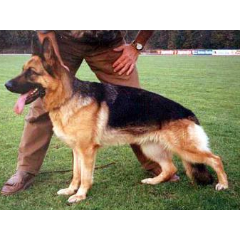 German Shepherd