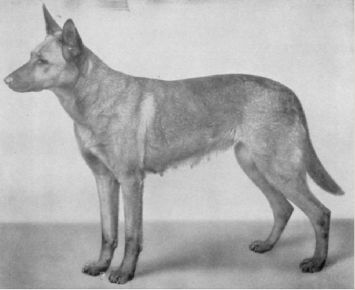 German Shepherd