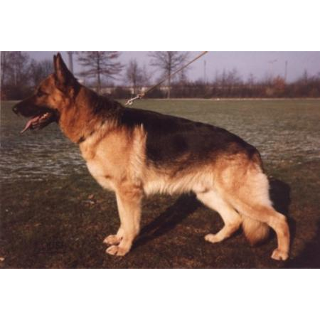 German Shepherd