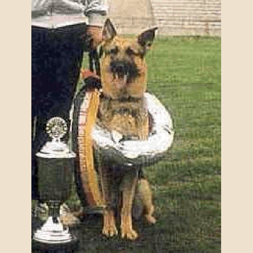 German Shepherd