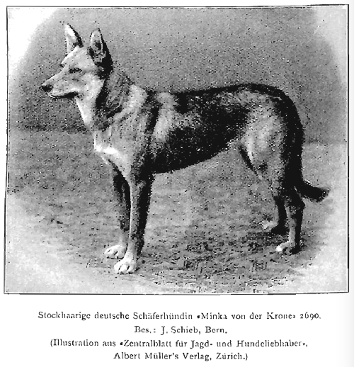 German Shepherd