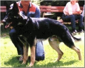 German Shepherd