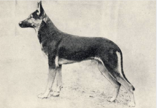 German Shepherd