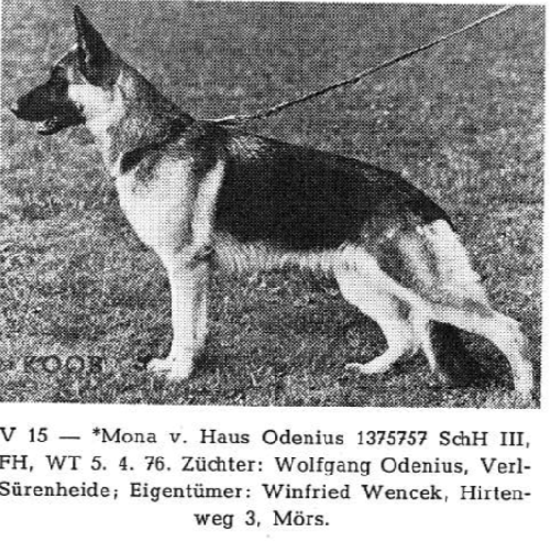 German Shepherd