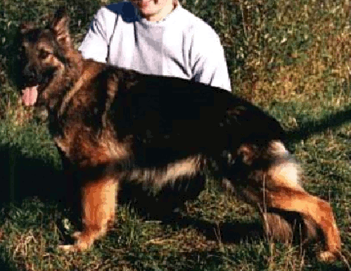German Shepherd