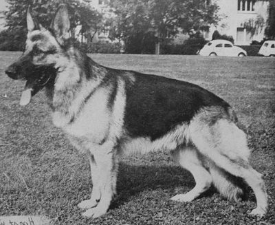 German Shepherd