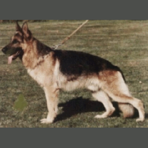 German Shepherd